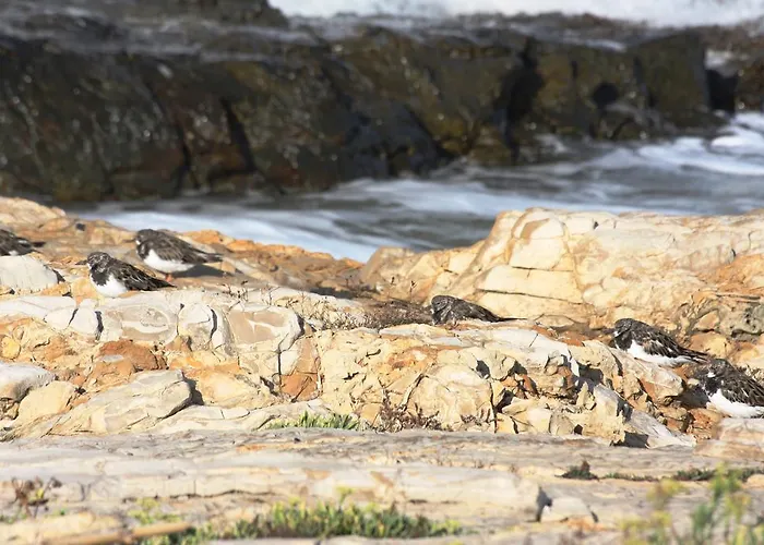 בית הארחה Dafne