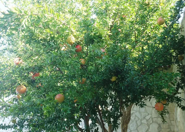 招待所 达芙妮别墅