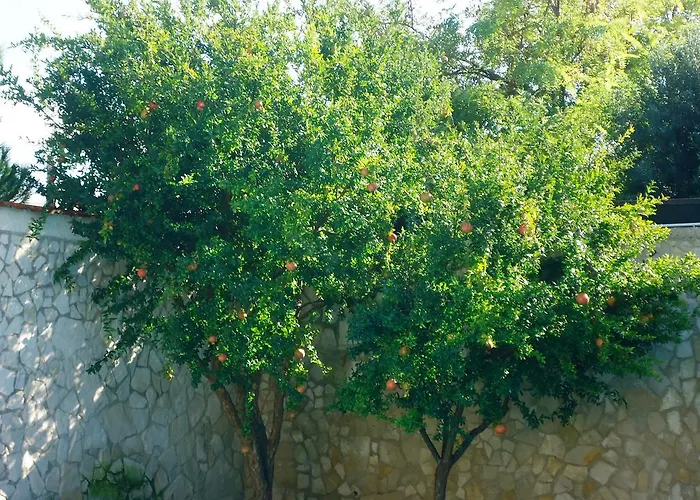 Dafne בית הארחה בארי