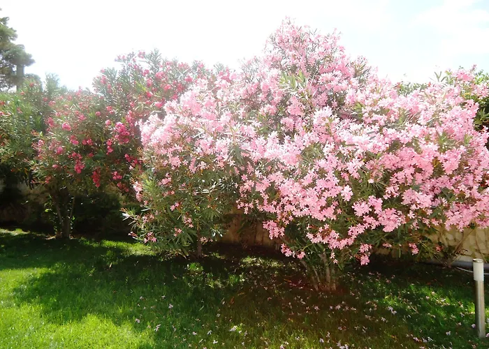 达芙妮别墅 招待所 3*