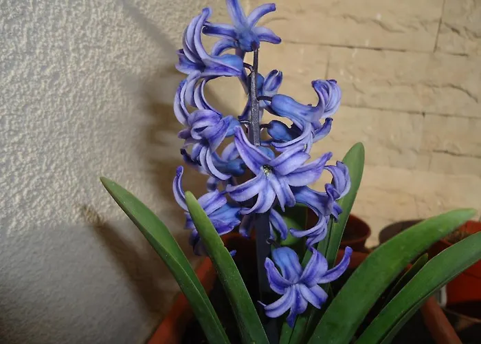 达芙妮别墅 巴里