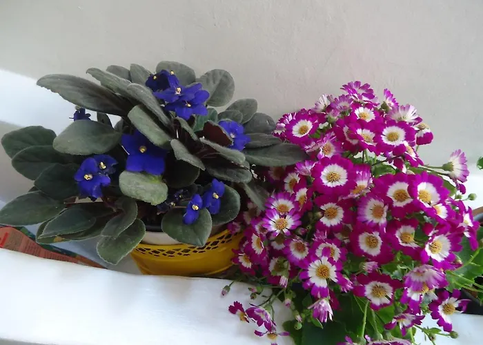 בית הארחה Dafne בארי