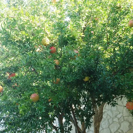 بيت ضيافة Dafne
