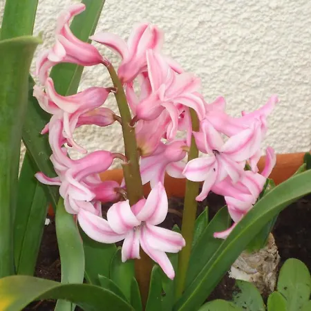 Casa de hóspedes Dafne 3*